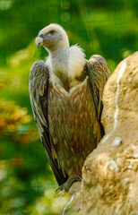 Eurasian griffon vulture (Gyps fulvus)