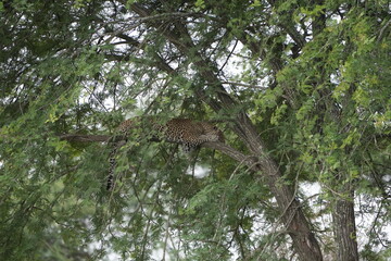 Leopard Resting Gracefully on Tree Branch in Serengeti National Park, Tanzania