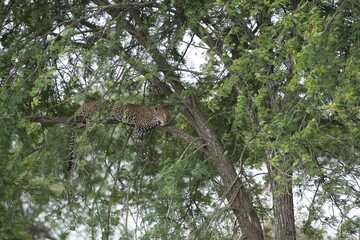Leopard Resting on Tree Branch in Serengeti National Park, Tanzania, wallpaper background