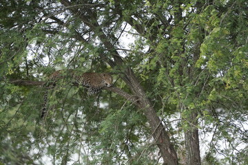 Leopard Resting Gracefully on Tree Branch in Serengeti National Park, Tanzania