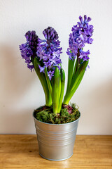 Spring flowers blue hyacinths botany