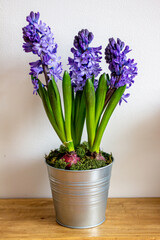 Spring flowers blue hyacinths botany