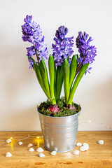 Spring flowers blue hyacinths botany
