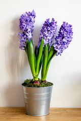 Spring flowers blue hyacinths botany