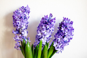 Obraz premium Spring flowers blue hyacinths botany