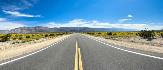 Road in death valley with beautiful desert flowers - Desert lillies, California