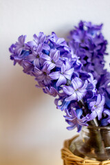 Spring flowers blue hyacinths botany