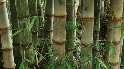 Obraz premium Big bamboos tree growing well during wet season in Asia