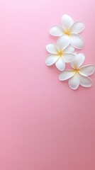 Elegant White Frangipani Flower on Smooth Pink Surface