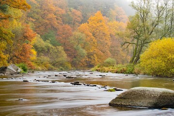 Serene autumn landscape with a flowing river and vibrant foliage in a misty forest setting.