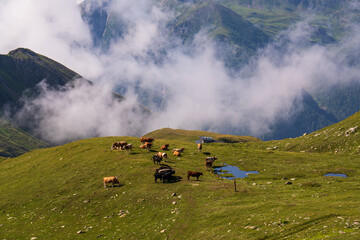 Idyllic landscape with cows in Alps, grazing on fresh green meadows near small lake.Majestic...