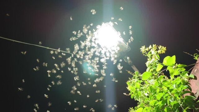 Wild mayflies swarming and flying under bright street light bulb using wings during monsoon season night. Group small active mayfly or termite insects near green plant. Mating concept.