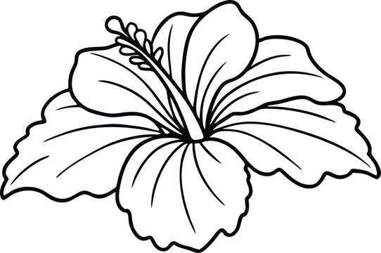 recommend clip art: hibiscus flower line art vector , beautiful hibiscus flower line drawing