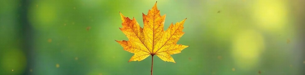 Obraz premium Single orange oak leaf against a neutral background, nature, green