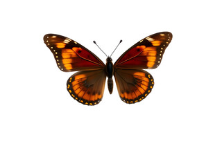 Fototapeta premium butterfly isolated on transparent background 