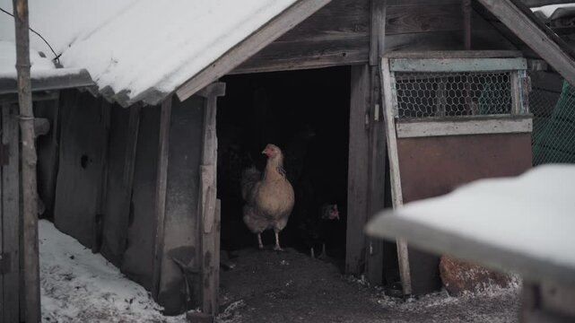 chickens in the barn. winter 