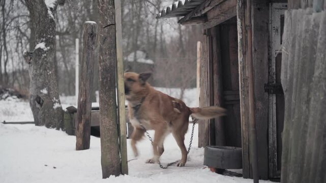 a village dog near his kennel. winter