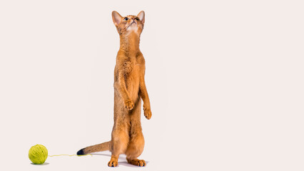 adult red abyssinian cat playing on a white background