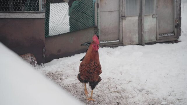 A cockerel walks in the snow