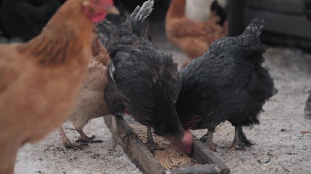Close-up of chickens and a cockerel eating millet from a feeder