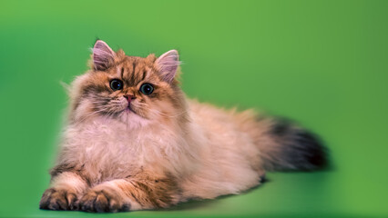 british long-haired cat lying on a black background