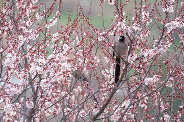 Grey treepie in Blossom 