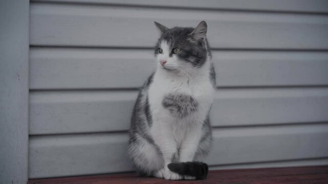 A village cat sits on a bench and turns its head to the sides