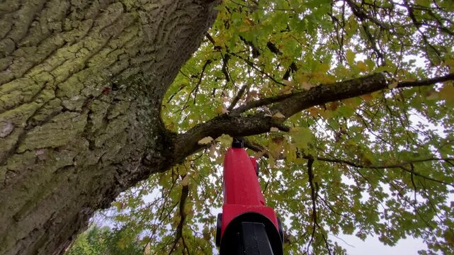 Tree pruning with chainsaw in the autumn woods. Red chainsaw used to trim branches. Tree trunk is rough and gnarled, with large branch that has been recently cut.
