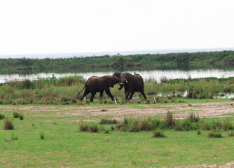 Two young male african elephants fighting each other close to Nile river in Murchison Falls National Park in Uganda
