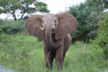 Male african elephant angry walking towards the camera flapping its ears and trunk amidst the bushlands of Murchison Falls National Park in uganda