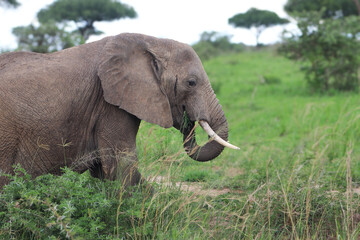 Large male african elephant bull eating grass in the savanna of Murchison Falls National Park. Trees in the background 