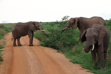 Group of female african elephants blocking the road in Murchison Falls National Park in Uganda while feeding on plants, grass and bushes