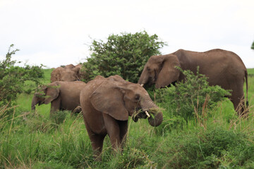A young african elephant calf is eating leafs in the savanna of Murchison Falls National Park in Uganda surrounded by its group, herd, family 