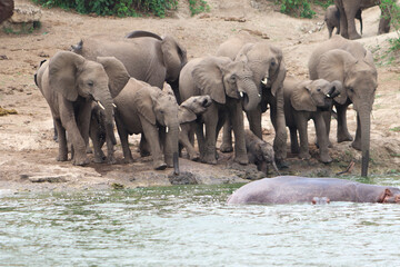 A group of african elephants including young elephants drinking water from Nile River in Murchison Falls National Park in Uganda. 