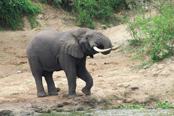 Grown male african elephant drinking water from Nile river in Murchison Falls National Park. 
