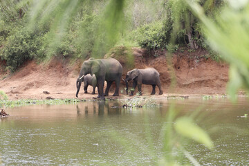 Family of african elephants walking alongside river banks of Nile river in Murchison Falls National Park. Plants in the front. 