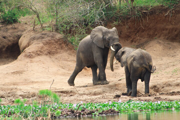 Two african elephant bulls fighting each other at the river banks of Nile river in Murchison Falls National Park in Uganda 
