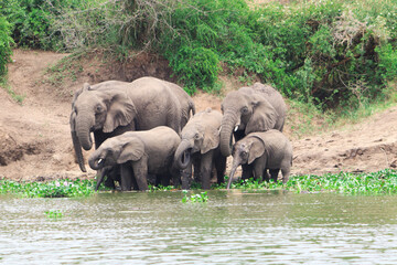 A group of african elephants including young elephants drinking water from Nile River in Murchison Falls National Park in Uganda. 