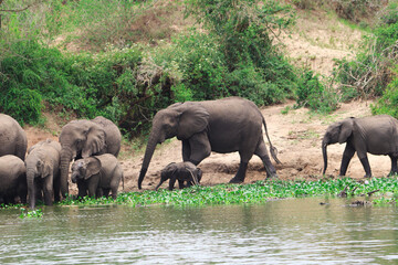 Baby african elephant walking alongside the river banks of Nile river accompanied by its herd and mother in Murchison Falls National Park in Uganda 