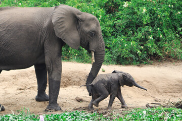 Close-up of very young baby african elephant with its mother walking alongside Nile river in Murchison Falls National Park in Uganda 