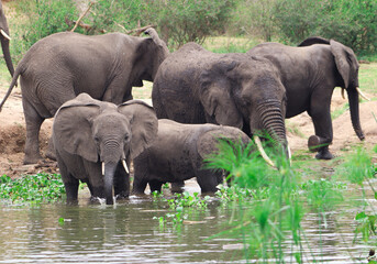A group of african elephants including young elephants drinking water from Nile River in Murchison Falls National Park in Uganda. One small elephants looking at the camera. 