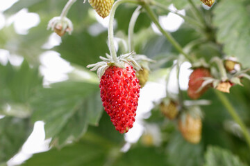 Wild strawberries isolated on white background.