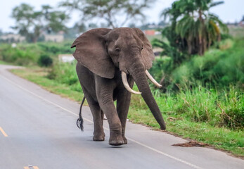 Male african elephant walking on the concrete street outside of Murchison Falls National Park in Uganda