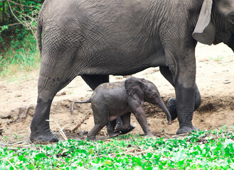 A very young baby african elephant is walking between the legs of its mother on the river banks of Nile river in Murchison Falls National Park in Uganda. One week old 