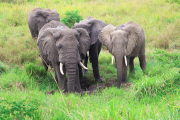 A group of male african elephants standing together at a mud hole in Queen Elizabeth National Park in Uganda. They are surrounded by grass and bushlands. Seen during jeep safari. 
