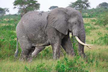 Male old african elephant bull with grey skin and large tusks walking through the bushlands of Queen Elizabeth National Park in Uganda. Seen during jeep safari. Trees and bushes in the background. 