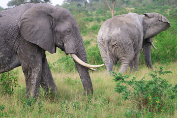 Two old male african elephants walking through the bushlands of Queen Elizabeth National Park in Uganda. One in the front and one walking away in the background. Covered in mud. 