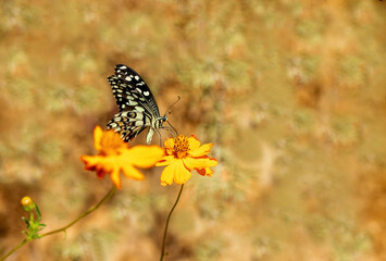 Nusaybin Beauty butterfly (Princeps demoleus) feeding on a flower
