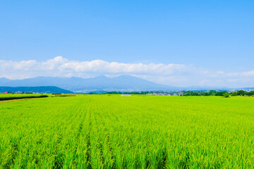 Fototapeta premium 田園風景