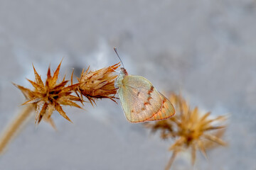 Mesopotamian Colotis butterfly (Colotis fausta)